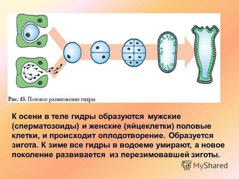 Kraken kraken link24 info